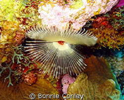 Split-Crown Feather Duster seen July 2008 at Grand Cayman... by Bonnie Conley 
